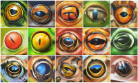 Augen